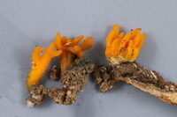 Calocera furcata image